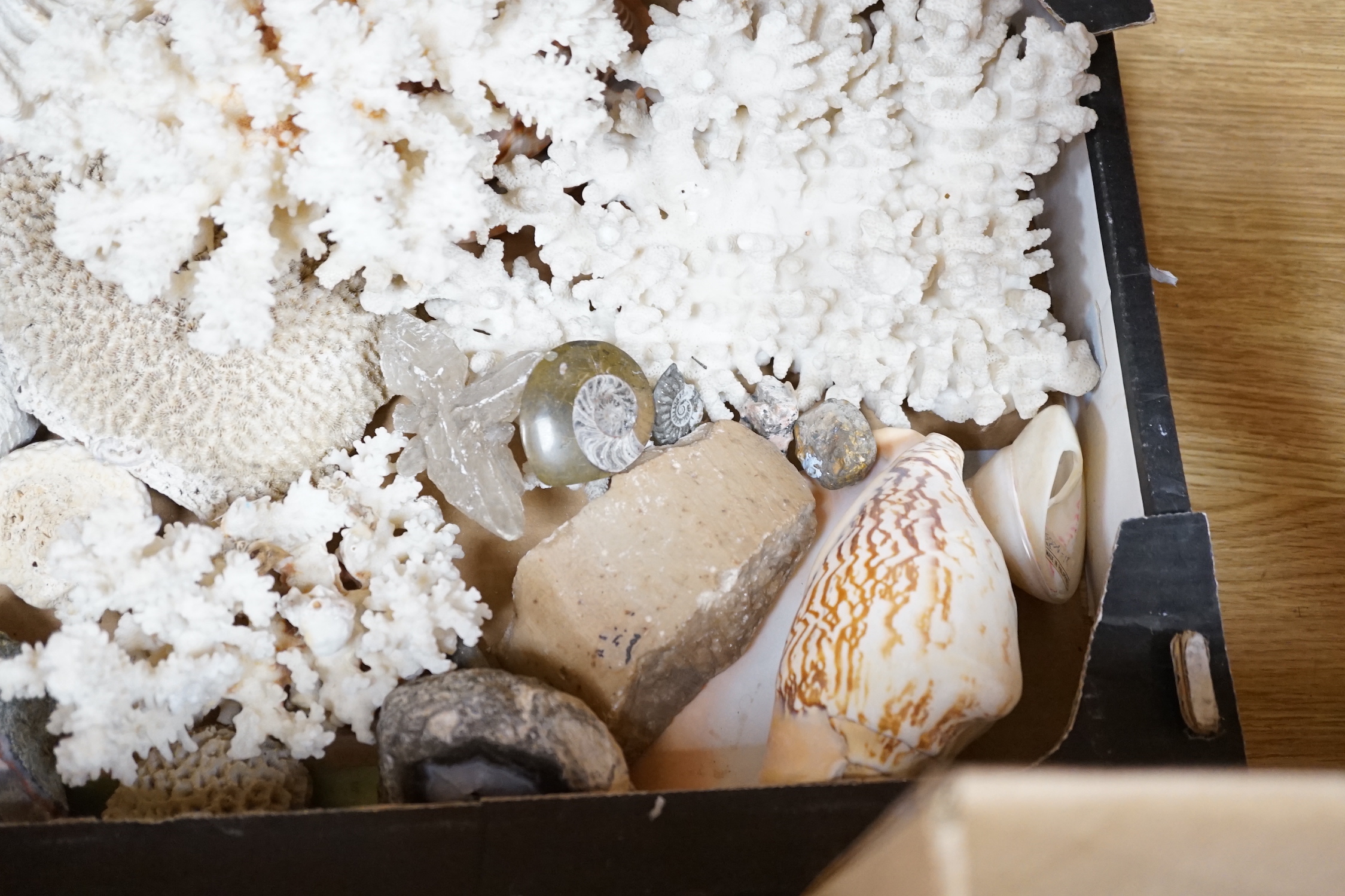 A group of various sea shells, corals, fossils etc.